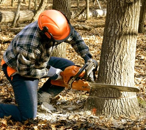 Tree Removal in Bridgewater, ME